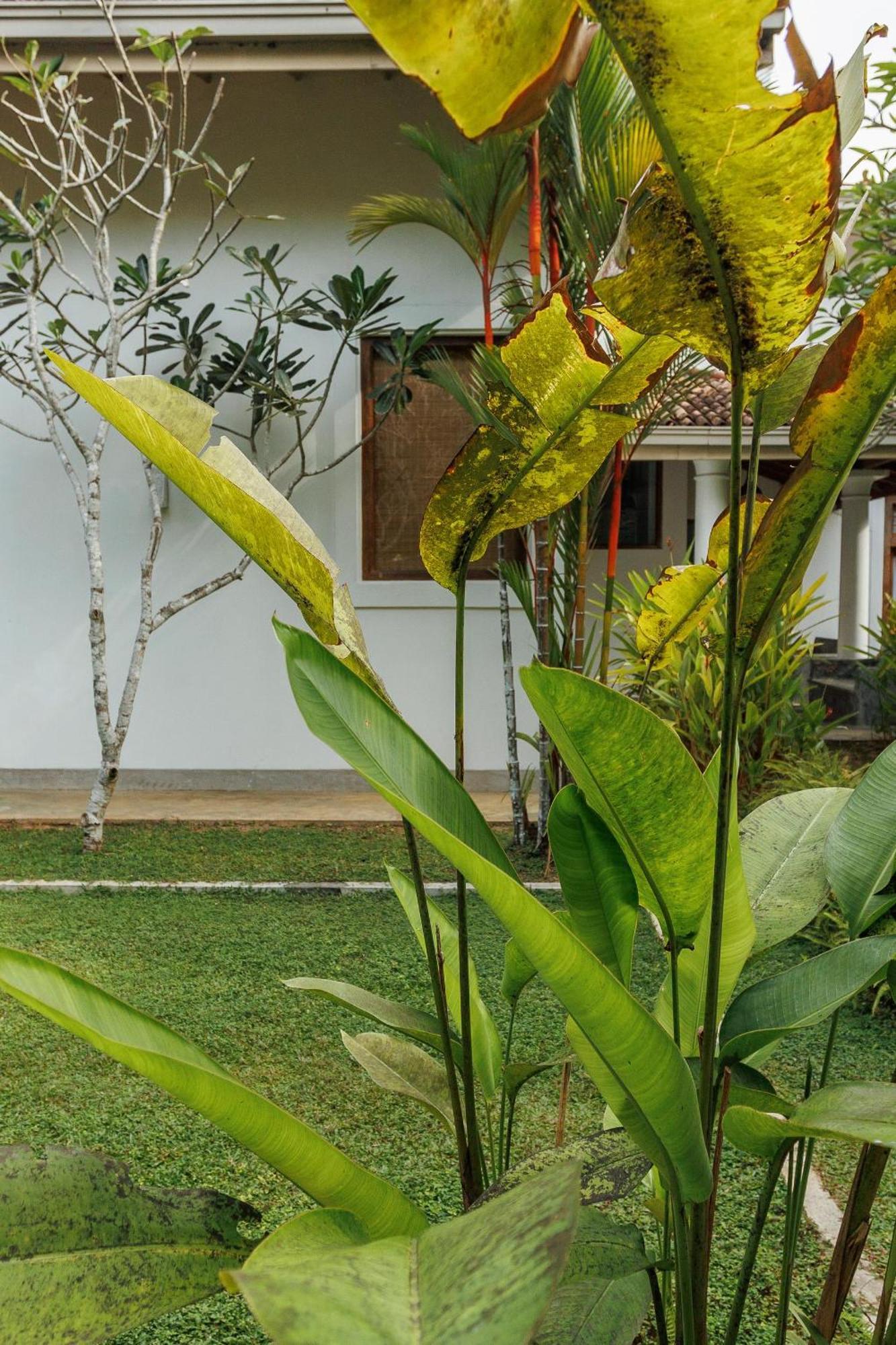 วิลลา ไวท์ ควีน Villa กอลล์ ภายนอก รูปภาพ